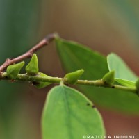 Cleistanthus collinus (Roxb.) Benth. ex Hook.f.