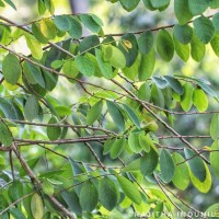 Cleistanthus collinus (Roxb.) Benth. ex Hook.f.