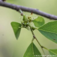 Cleistanthus collinus (Roxb.) Benth. ex Hook.f.