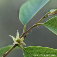 Cleistanthus collinus (Roxb.) Benth. ex Hook.f.