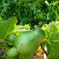 Solanum mammosum L.