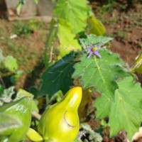 Solanum mammosum L.