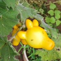 <i>Solanum mammosum</i>  L.