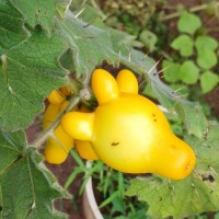 Solanum mammosum L.