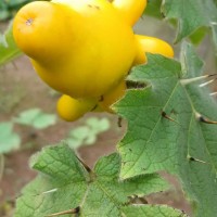 Solanum mammosum L.