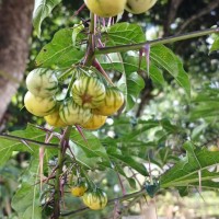 Solanum atropurpureum Schrank