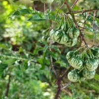 Solanum atropurpureum Schrank