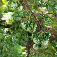 Solanum atropurpureum Schrank