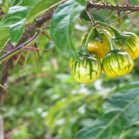 Solanum atropurpureum Schrank