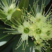 Xanthostemon verticillatus (C.T.White & W.D.Francis) L.S.Sm.