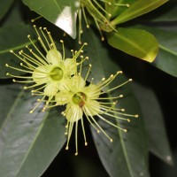 Xanthostemon verticillatus (C.T.White & W.D.Francis) L.S.Sm.