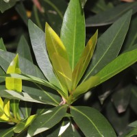 Xanthostemon verticillatus (C.T.White & W.D.Francis) L.S.Sm.