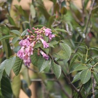 Tabebuia rosea (Bertol.) Bertero ex A.DC.