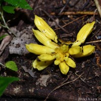 Christisonia thwaitesii Trimen