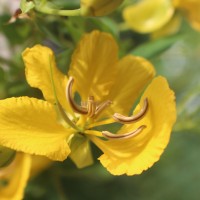 Senna auriculata (L.) Roxb.