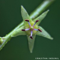 Cleistanthus collinus (Roxb.) Benth. ex Hook.f.
