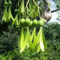 Gyrocarpus americanus Jacq.