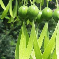 Gyrocarpus americanus Jacq.