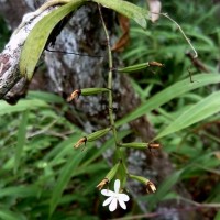 Aerangis hologlottis (Schltr.) Schltr.