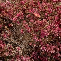 Suaeda maritima (L.) Dumort.