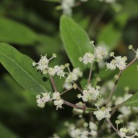 Chenopodium giganteum D.Don