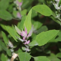 Chenopodium giganteum D.Don