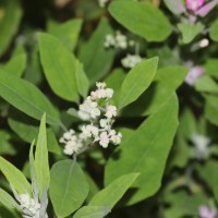 Chenopodium giganteum D.Don