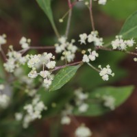 Chenopodium giganteum D.Don