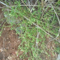 Oldenlandia herbacea (L.) Roxb.