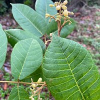 Canarium zeylanicum (Retz.) Blume