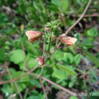 Chamaecrista absus (L.) H.S.Irwin & Barneby