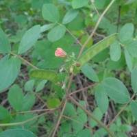Chamaecrista absus (L.) H.S.Irwin & Barneby