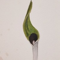 Cryptocoryne beckettii Thuill. ex Trim.