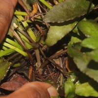 Cryptocoryne beckettii Thuill. ex Trim.