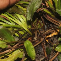 Cryptocoryne beckettii Thuill. ex Trim.