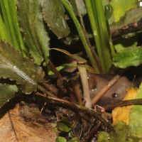Cryptocoryne beckettii Thuill. ex Trim.