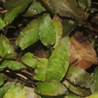 Cryptocoryne beckettii Thuill. ex Trim.