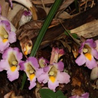 Christisonia tricolor Gardner