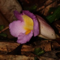 Christisonia tricolor Gardner