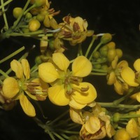 Senna siamea (Lam.) H.S.Irwin & Barneby