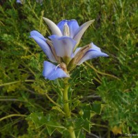 Acanthus ilicifolius L.