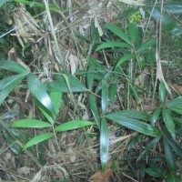 Calamus pachystemonus Thwaites