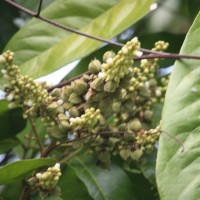 Lepisanthes tetraphylla var. tetraphylla (Vahl) Radlk.
