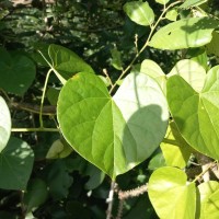 Tinospora crispa (L.) Hook.f. & Thomson