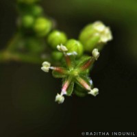 Trema orientale (L.) Blume