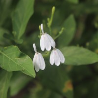 Rhinacanthus nasutus (L.) Kurz