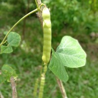 Pachyrhizus erosus (L.) Urb.