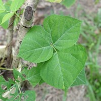 Pachyrhizus erosus (L.) Urb.