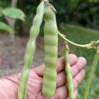 Pachyrhizus erosus (L.) Urb.