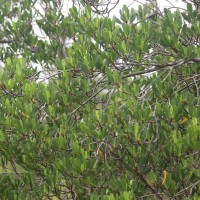Lumnitzera littorea (Jack) Voigt